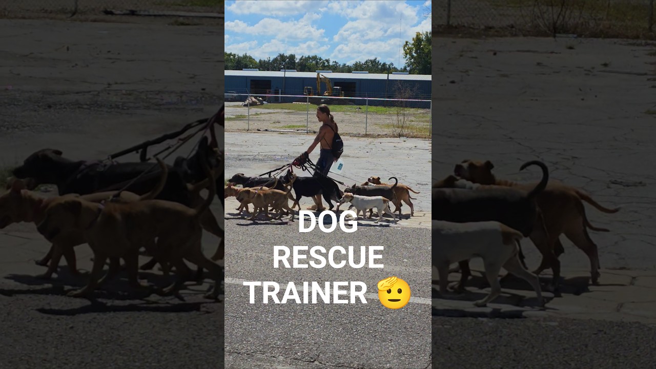 HOW TO TRAIN MULTIPLE DOGS AT ONCE 