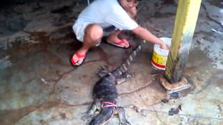 Vera - mandiin Biawak !!
