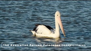 The Australian Pelican
