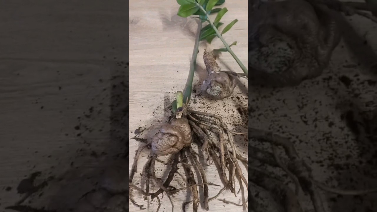 Корней МАЛО, а КЛУБНИ УСОХЛИ.Что делать? Реанимация замиокулькаса.