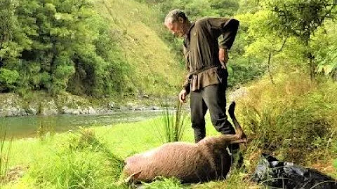 Hunting for Deer in the northern Urewera's