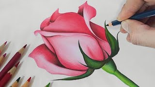 Rose Drawing: How To Draw a ROSE with Colour Pencils | Step-By-Step Tutorial