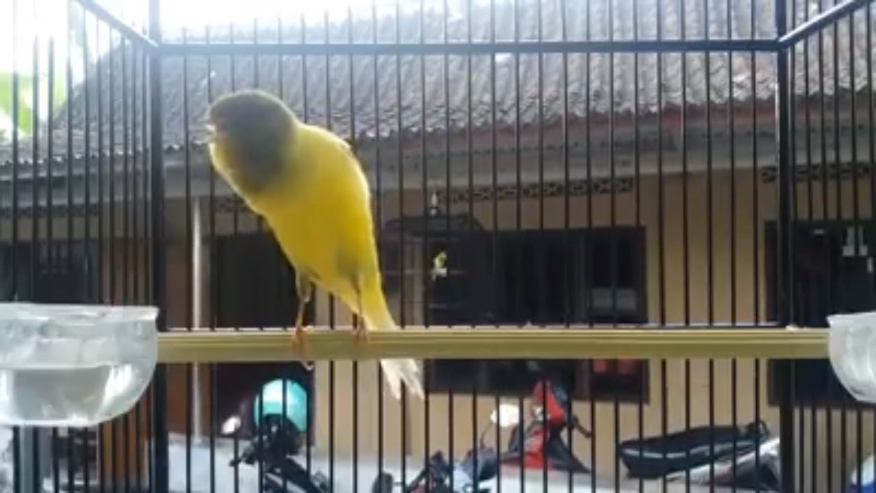 Giboso Canary By Quality Giboso