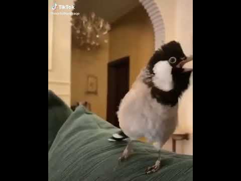 بلبل يقول مقتدى الصدر