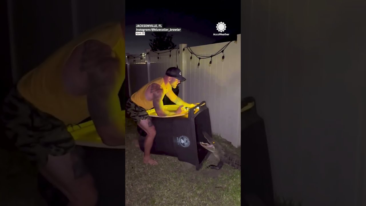 Florida Man Uses Trash Can To Capture Alligator On Easter
