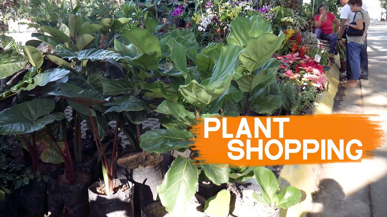 Plant Shopping At Qc Memorial Circle Philippines Aynlovesplants Youtube