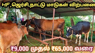 Cow sales | பசுமாடு விற்பனை | HF cow | Jersey cow | நாட்டுமாடு | JP Tamil Tv