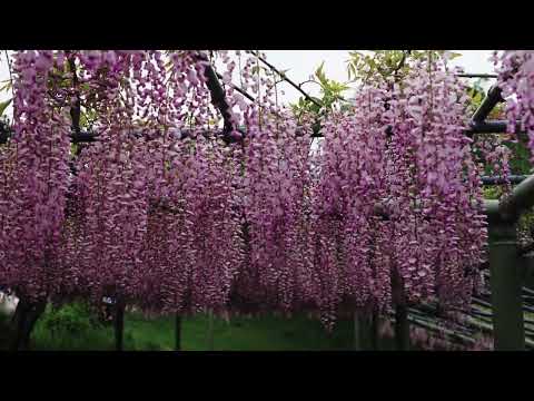 Fascinated by wisteria flowers (藤の花に魅せられて）