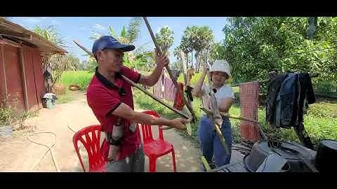 CẬN CẢNH QUY TRÌNH LẤY NƯỚC THỐT NỐT