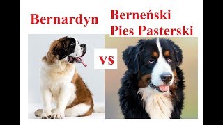 Bernardyn a Berneński Pies Pasterski  - PORÓWNANIE RAS