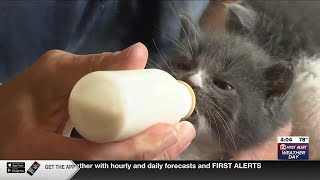 Kittens overwhelm Shawano County Humane Society