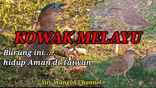 BURUNG KOWAK MELAYU ⁉️ BURUNG2 AMAN HIDUP DI TAIWAN KARENA DI LINDUNGI