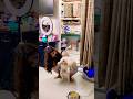 puppy #shortvideo #song #shorts #trending #viral #pets #puppy #petlover #video #goldenretreiver