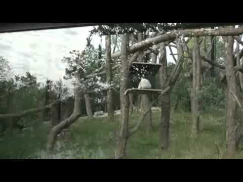 Difficile équation financière pour le zoo de Vincennes