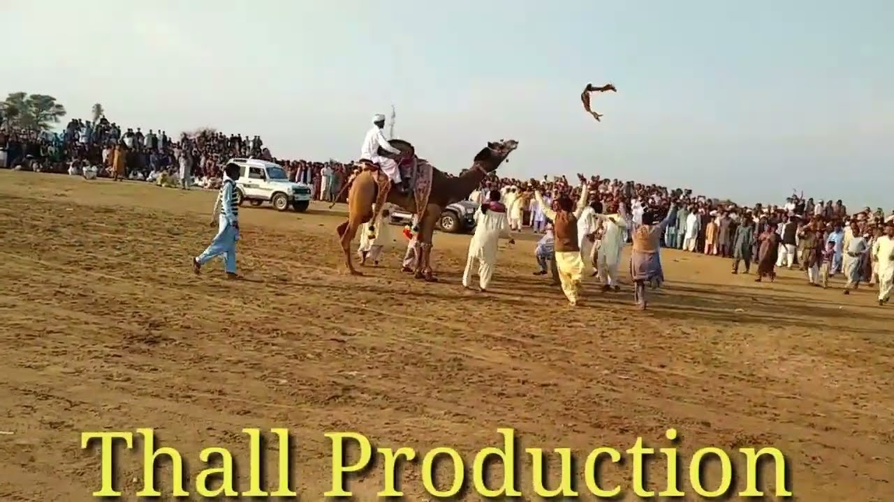 Today Camel dance so beautiful and amazing