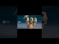 Polar bears are strong-シロクマは力持ち- #seal #アザラシ #animation