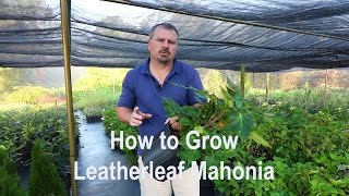 How to grow Leatherleaf Mahonia (Mahonia Bealei) with detailed description