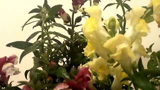 زهور فم السمكة Antirrhinum majus  ، معلومات عنها، كيفية العناية بها و طرق إكثارها