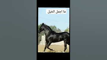#تلاوة_هادئة  ما اجمل  الخيل #اسلام_صبحي #الصيد #لايك #البرية