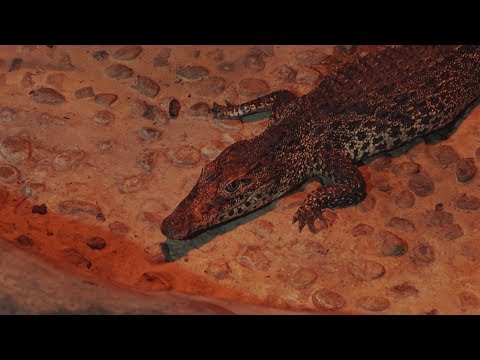 Videó: Kubai krokodil: leírás, elterjedés, élőhely és életmód