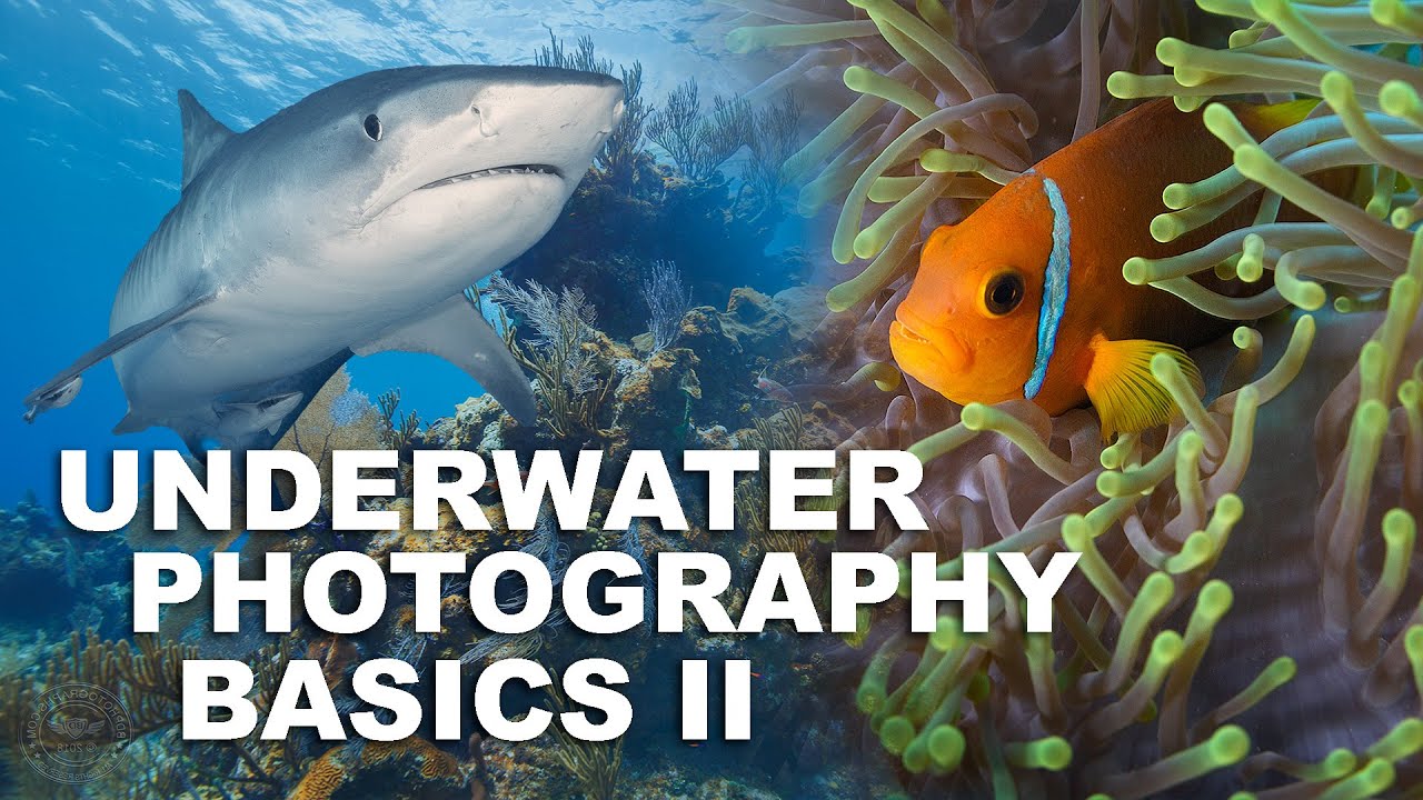 Underwater Photography Basics Part 2 YouTube Underwater Photography Basics Part 2 YouTube