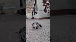 Biawak Ini Bersahabat Dengan Anak Ayam #Viral #Shortvideo #Penangkaran #Breeding #Hewan #Viralvideo