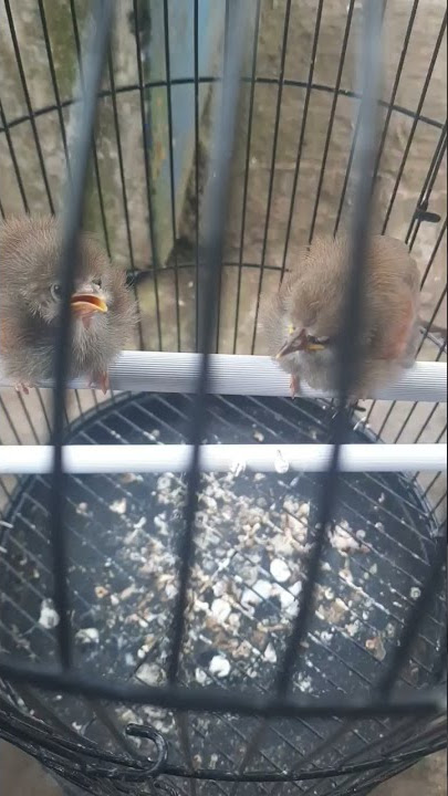 Suara Burung Anakan Tepus /Sinper