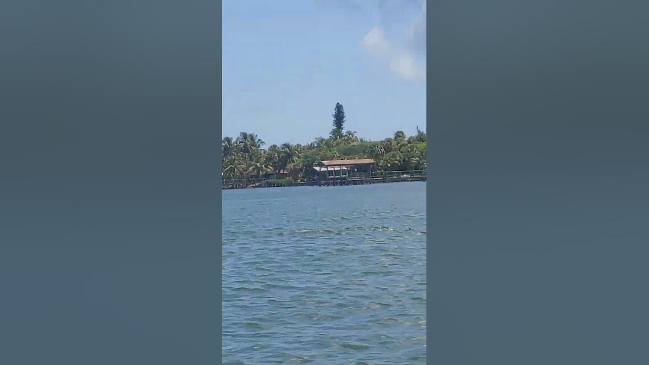 Bull shark Indian river Lagoon 2022 - YouTube