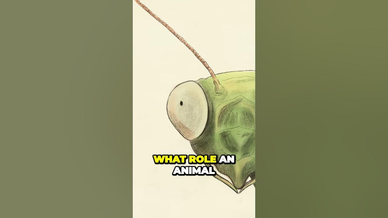 why-do-cats-have-vertical-pupils-part-1-the-window-to-an-animals