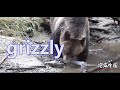 Animal：Witness a grizzly fishing master in the wild and open your mouth to eat（野外目击灰熊捕鱼高手，张开嘴就有得吃）