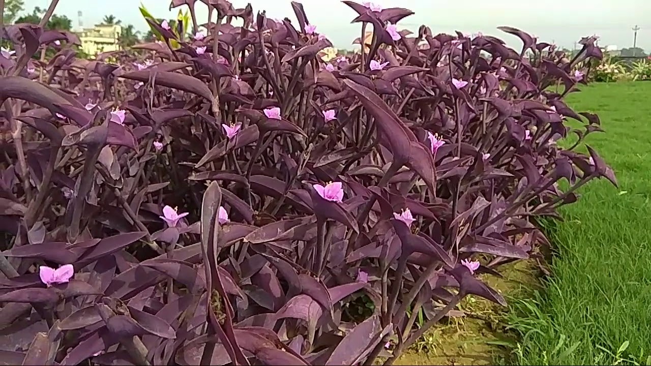  Tradescantia pallida Rose D R Hunt Purple Queen YouTube