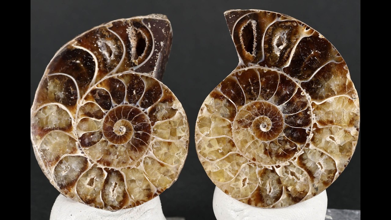 アンモナイト 化石 ペア 43.5g / Ammonite Fossil - YouTube