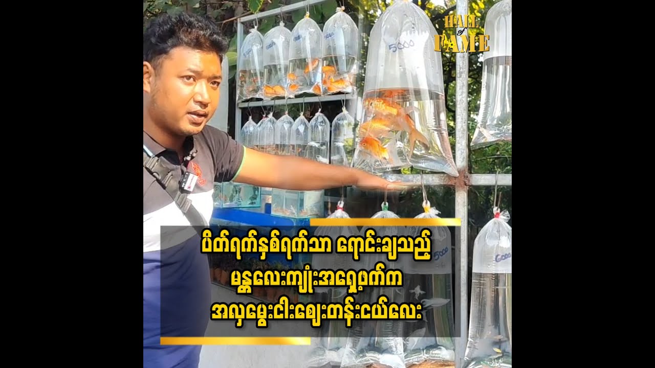 ရောင်စုံ အလှမွေးငါးဈေးတန်းငယ်‌ေလးကိုတွေ့မြင်ကြည့်ရှု ၀ယ်ယူနိုင်မည်