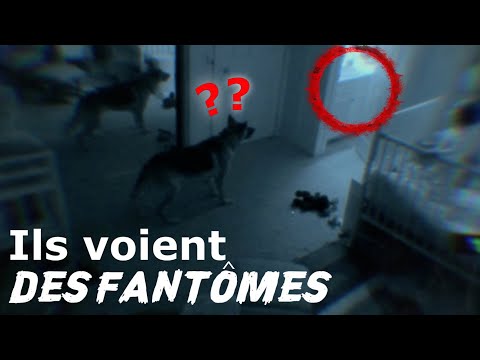 Vidéo: Le Fantôme Du Chien A Conduit Le Poltergeist Hors De La Maison - Vue Alternative