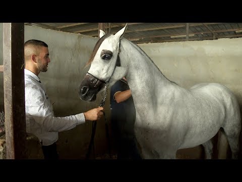 Video: Arabisches Pferd: Foto, Eigenschaften