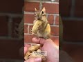 Chipmunk N Long peanut! 😊#tiktokviral