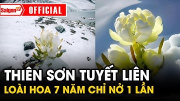 Thiên Sơn Tuyết Liên CỰC HIẾM loài hoa 7 năm mới nở 1 LẦN| Tin tức SaigonTV