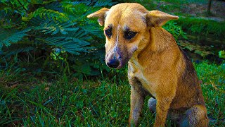 This Dog Was Sad Because His Owner Left Him, Years Later, He Decided to Look For it and Then ! by Zoo Land 1,746 views 2 weeks ago 4 minutes, 53 seconds