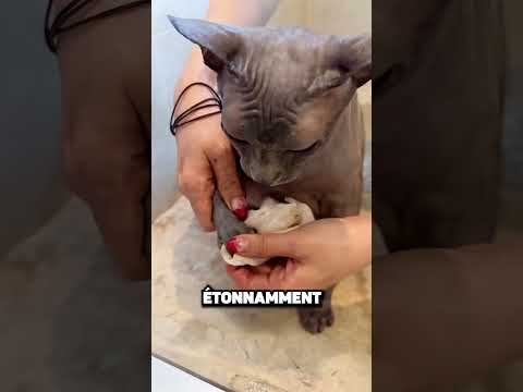 N'ACHETEZ JAMAIS DE CHAT SANS POILS ! 😱🐈‍⬛🚫