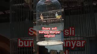 Burung Manyar Gacor Original