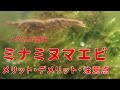 メダカビオトープ、ミナミヌマエビ導入のメリット・デメリット・注意点