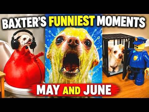 Baxter’s Funniest Moments 🤣🐶(May & June)
