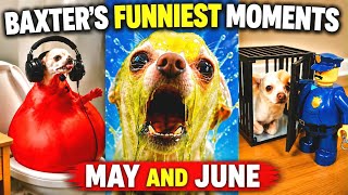Baxter’s Funniest Moments 🤣🐶(May & June)