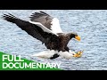 Wildest islands  japan  islands of extremes free documentary nature