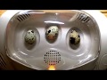 リトルママ小型自動孵卵器でのうずらの孵化の瞬間