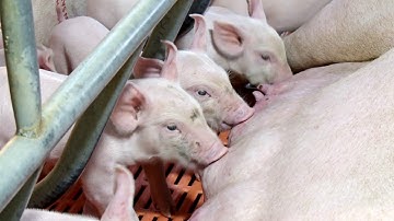 Quay phim và dựng phim giới thiệu về quy trình chăn nuôi heo cấp bố mẹ - Công ty JAPFA Việt Nam