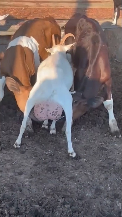 Kambing Saanen menyusui 2 ekor sapi #saanen #kambingperah #susukambing