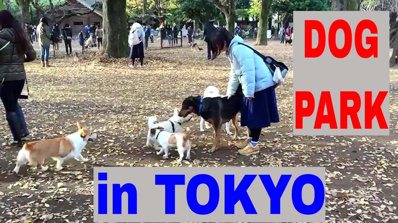 Dog Park in Tokyo YouTube