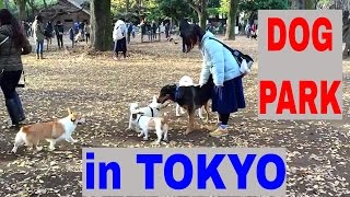 Dog Park in Tokyo
