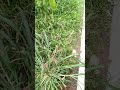 CALÇADA NA QUELÊ SISTEMA BRUTO!!! SÓ O MATO!!!